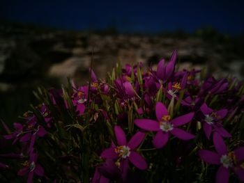 Close-up of pink flowers