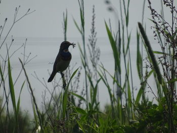 Bird perching on a field