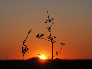 Close-up of silhouette plant against romantic sky at sunset