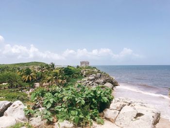 Plants growing on rocks by sea against sky