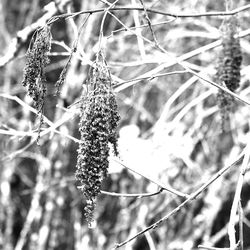 Low angle view of plant against sky