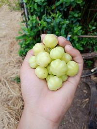 Close-up of hand holding fruits