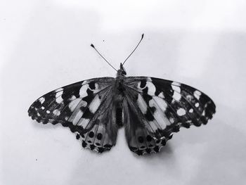 Close-up of butterfly