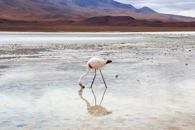 Panoramic view of lagoon laguna de canapa with flamingo at uyuni in bolivia,south america