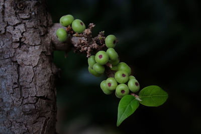 Close-up of grapes growing on tree