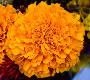 Close-up of marigold flowers blooming outdoors