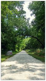 Road along trees