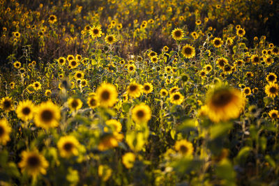 Full frame shot of sunflower field