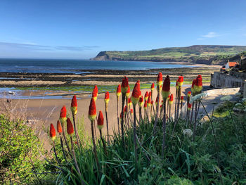 Red hot poker flowers with a seaview