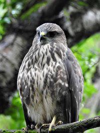 Close-up of eagle perching on tree