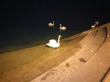 White swan on illuminated water at night