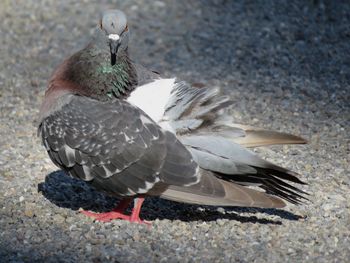 Wild pigeon