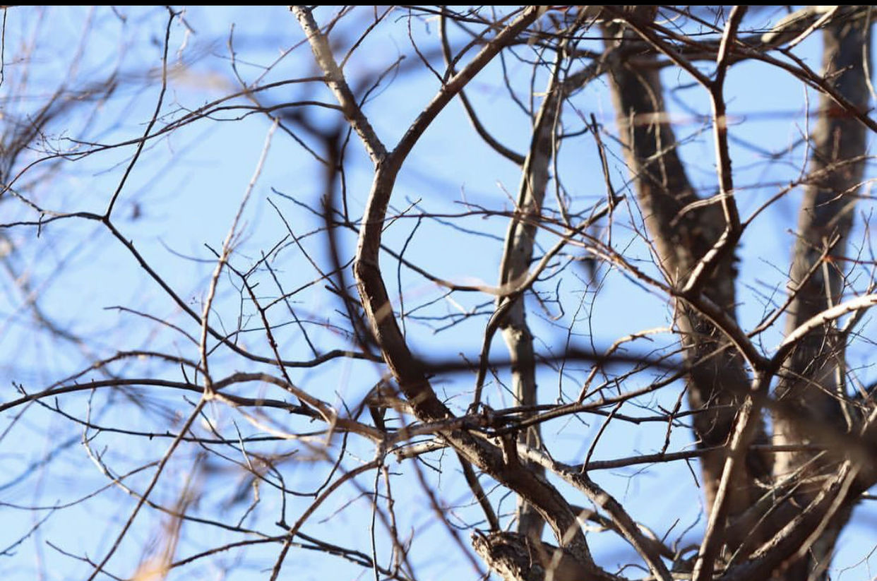 LOW ANGLE VIEW OF BARE TREES AGAINST SKY