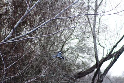 Bird flying over bare trees against sky