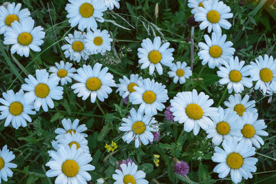 High angle view of white daisy flowers on field