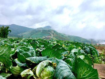 Plants growing on land against cloudy sky