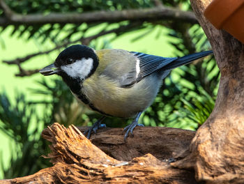 Close-up of bird perching on branch