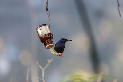 Male purple honeycreeper perching on bird feeder