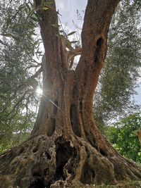 Low angle view of tree trunk in forest