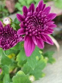 Close-up of pink flowering plant