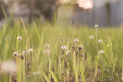 Close-up of flowering plants on field