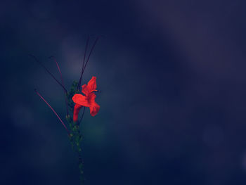 Close-up of red flowers