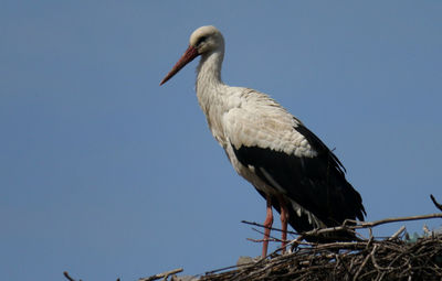 white stork