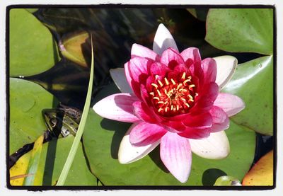 Close-up of lotus water lily in pond