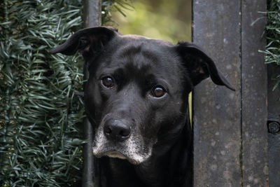 Portrait of black dog