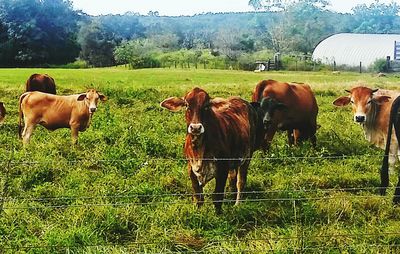 Cows grazing on grassy field