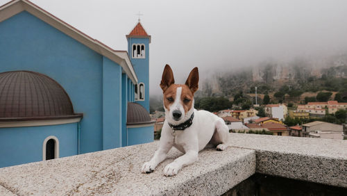 Portrait of dog on footpath