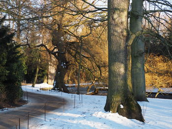 Trees in winter