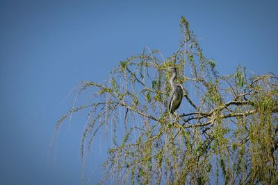 Low angle view of plant against clear blue sky