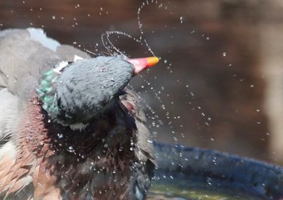 Close-up of bird in water