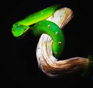 Close-up of caterpillar on leaf over black background
