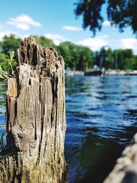 Close-up of tree by lake against sky