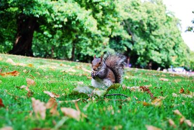 Close up of an animal on grass