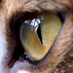 Close-up portrait of dog