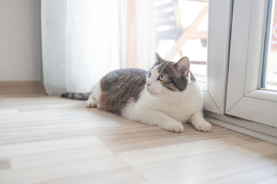 domestic animals