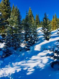 Snow covered trees against blue sky