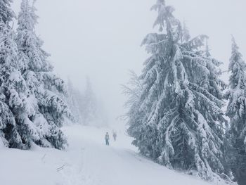 Scenic view of snow covered trees against sky