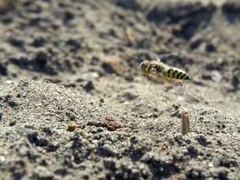 Close-up of bee on sand