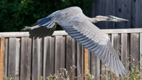 Close-up of gray heron