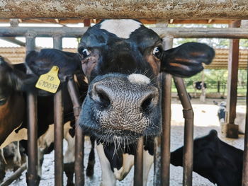 Portrait of cow