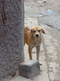 Portrait of dog standing against wall