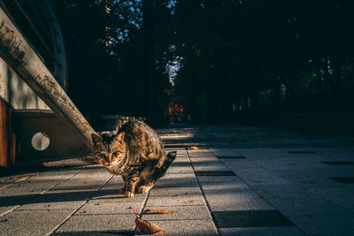 Cat sitting on footpath