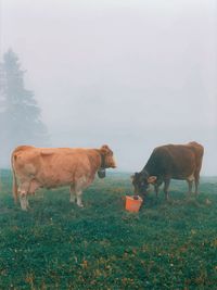 Cows in a field