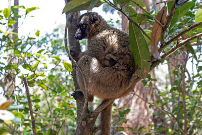 Low angle view of a squirrel on tree