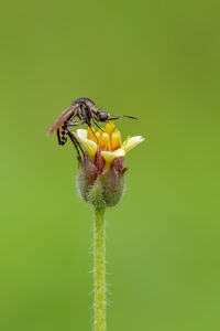 Close-up of insect on flower