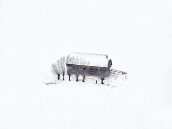 Horse on snow